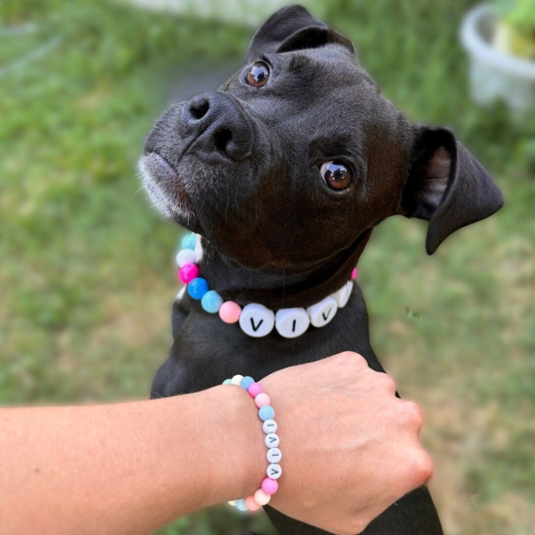 Hundehalsband + passendes Gratis-Armband