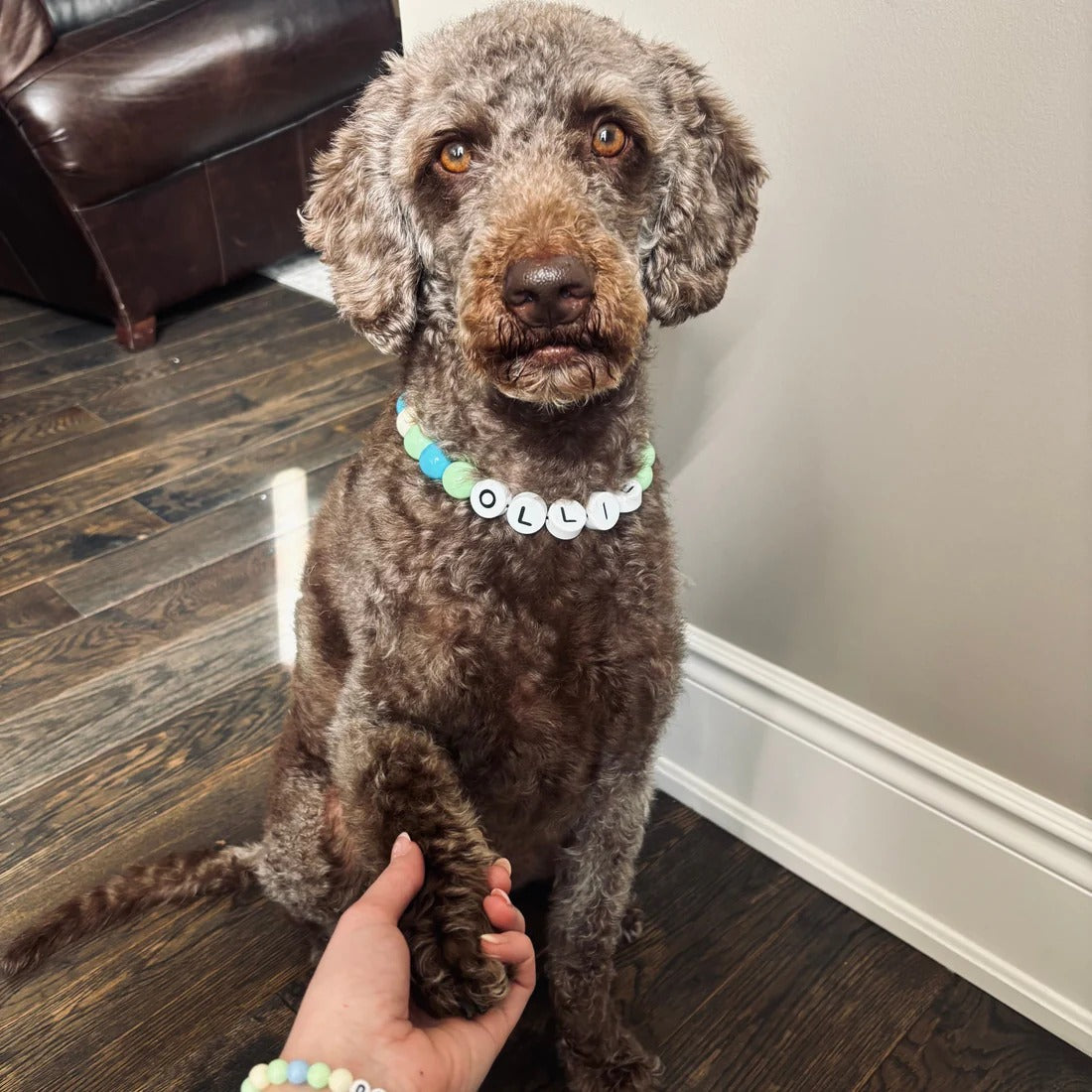 Hundehalsband + passendes Gratis-Armband